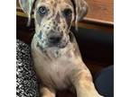 Great Dane Puppy for sale in Pound, VA, USA