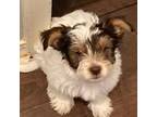 Biewer Terrier Puppy for sale in Plano, TX, USA