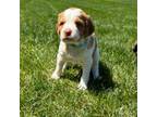 Brittany Puppy for sale in Rock Valley, IA, USA