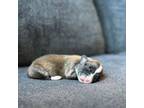 Pembroke Welsh Corgi Puppy for sale in Kapolei, HI, USA