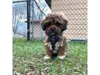 Mutt Puppy for sale in Anoka, MN, USA