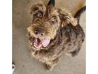 Adopt Mochie a Standard Poodle, Chocolate Labrador Retriever