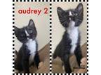 Adopt Audrey a Domestic Short Hair