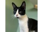 Adopt Kourtney a Domestic Short Hair