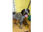 Adopt Razzle a Bluetick Coonhound, Mixed Breed