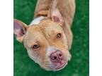 Adopt Flower a American Staffordshire Terrier