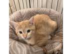 Adopt Phoenix a Tabby, Domestic Short Hair