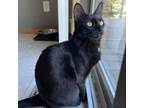 Adopt Wynne a Domestic Short Hair