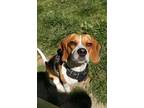 Adopt Molly the Beagle a Beagle