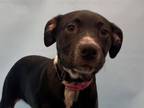 Adopt Oriana a Hound, Labrador Retriever