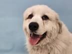 Adopt Angel a Great Pyrenees, Mixed Breed