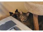 Adopt Working Cats a Domestic Short Hair