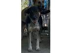 Adopt Freda 3157 a German Shepherd Dog