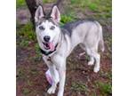 Adopt Artemis a Siberian Husky