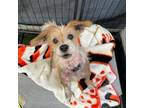 Adopt Rosebud a Terrier