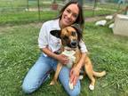 Adopt Barbie Bell a German Shepherd Dog, Boxer