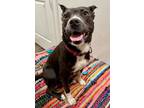 Adopt Josie Alexis a Pit Bull Terrier, Labrador Retriever