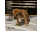 Adopt Haller Pup 3 a Black Labrador Retriever, Shepherd