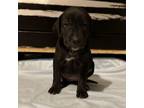 Adopt Haller Pup 6 a Black Labrador Retriever, Shepherd