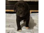 Adopt Haller Pup 7 a Black Labrador Retriever, Shepherd