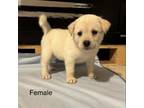 Adopt Haller Pup 9 a Black Labrador Retriever, Shepherd