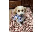 Adopt Lucy a Cavalier King Charles Spaniel, Poodle