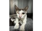 Adopt Kathy a Domestic Short Hair