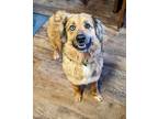 Adopt Sage a Shepherd