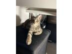 Adopt Kristie Alley Cat a Domestic Short Hair