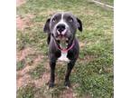 Adopt Miss Molly a Pit Bull Terrier
