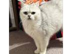 Adopt Jewel (**BONDED with Claude) a Persian