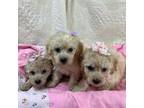 Poodle (Toy) Puppy for sale in Alexandria, MN, USA