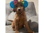 Goldendoodle Puppy for sale in Harrisburg, AR, USA