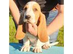 Basset Hound Puppy for sale in Anderson, MO, USA