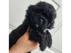 Shih-Poo Puppy for sale in Alden, NY, USA
