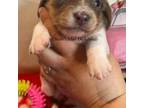 Dachshund Puppy for sale in East Dover, VT, USA