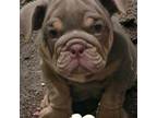 Bulldog Puppy for sale in Dallas, TX, USA