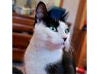 Adopt Casserole a Domestic Short Hair