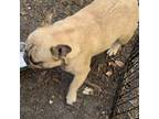 French Bulldog Puppy for sale in New Port Richey, FL, USA