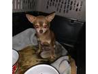 Chihuahua Puppy for sale in New Port Richey, FL, USA