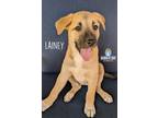 Adopt Country Litter: Lainey a Belgian Shepherd / Malinois, Anatolian Shepherd