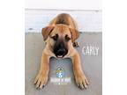 Adopt Country Litter: Carly a Shepherd