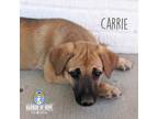 Adopt Country Litter: Carrie a Belgian Shepherd / Malinois, Anatolian Shepherd