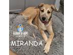 Adopt Country Litter: Miranda a Belgian Shepherd / Malinois, Anatolian Shepherd