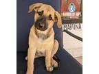 Adopt Country Litter: Martina a Belgian Shepherd / Malinois, Anatolian Shepherd