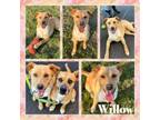 Adopt Willow CFS# 240031684 a Mountain Cur