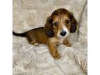 Dachshund Puppy for sale in New York, NY, USA