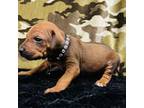 Rhodesian Ridgeback Puppy for sale in Greenville, TX, USA