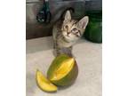 Adopt Mango - At Felius Cat Cafe a Domestic Short Hair