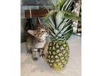 Adopt Pineapple - At Felius Cat Cafe a Domestic Short Hair